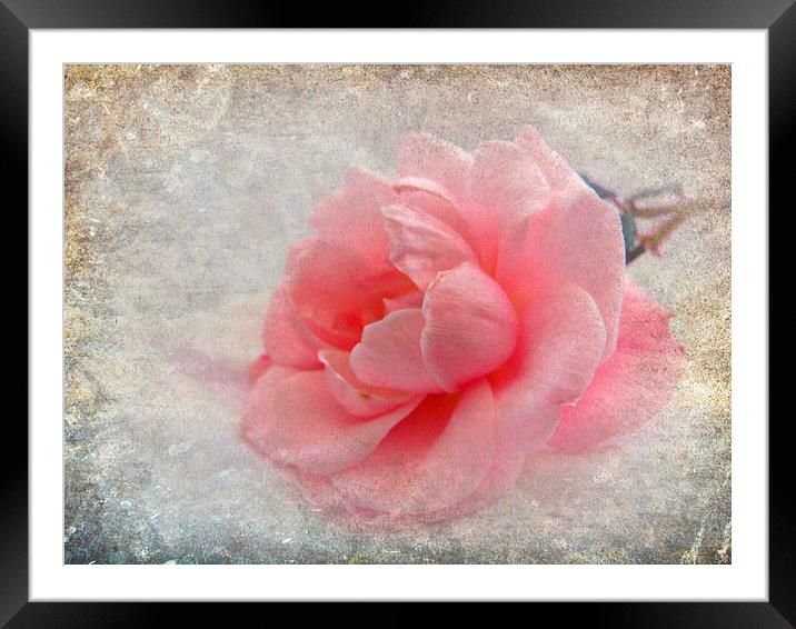 antique rose Framed Mounted Print by sue davies