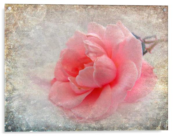 antique rose Acrylic by sue davies