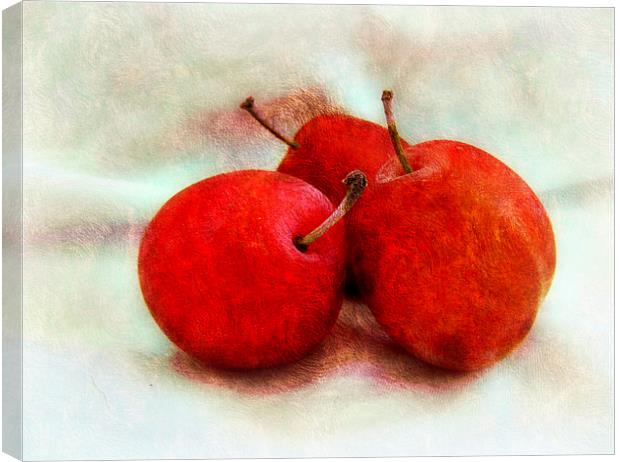 juicy plums Canvas Print by sue davies