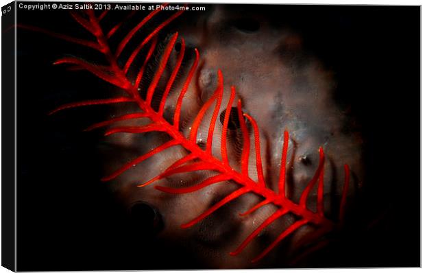 Red Feather Canvas Print by Aziz Saltik