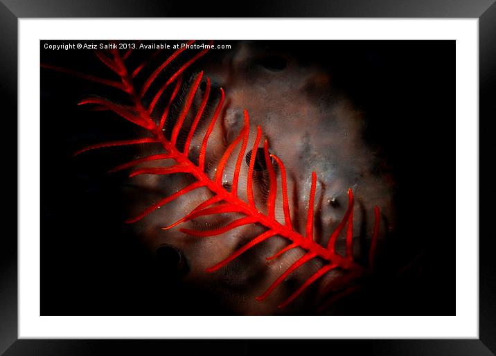 Red Feather Framed Mounted Print by Aziz Saltik
