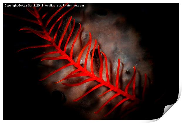 Red Feather Print by Aziz Saltik