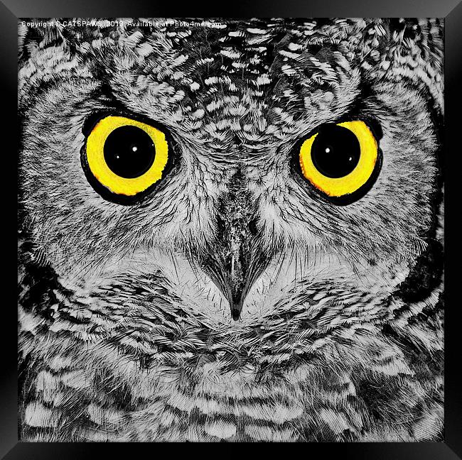 OWL PORTRAIT Framed Print by CATSPAWS 