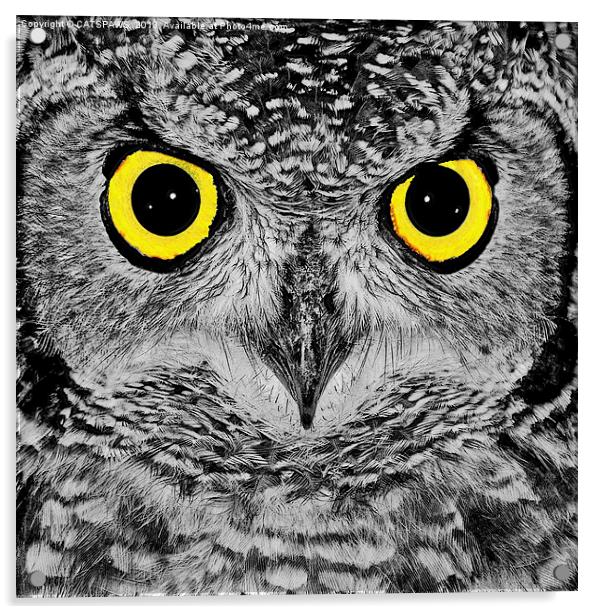 OWL PORTRAIT Acrylic by CATSPAWS 