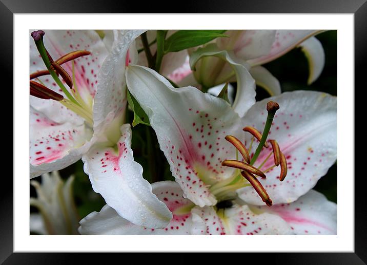 White Lilies Framed Mounted Print by Ian Jeffrey