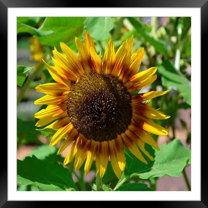 Glorious Sunflower Framed Mounted Print by Pamela Briggs-Luther