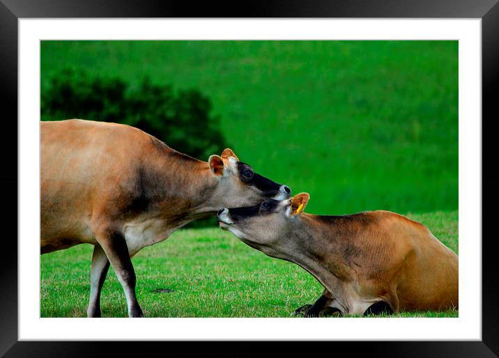 Love Mooo Framed Mounted Print by Alexia Miles