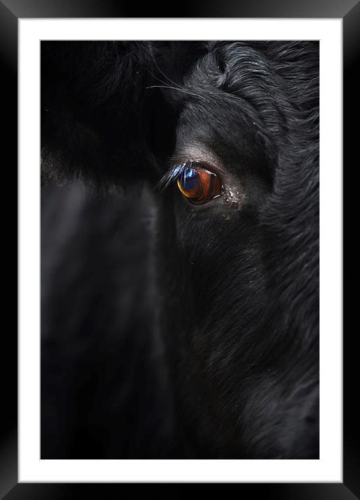 Portrait of a Dexter Steer Framed Mounted Print by Sue Dudley