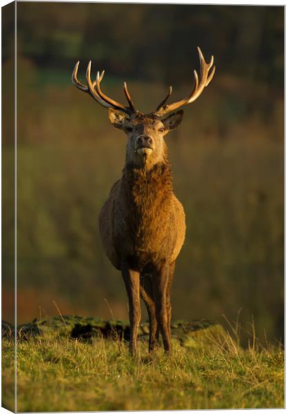 Autumn Stag Canvas Print by Sue Dudley