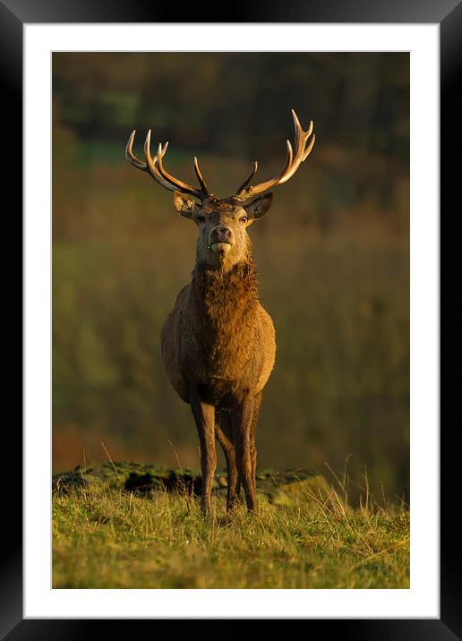 Autumn Stag Framed Mounted Print by Sue Dudley