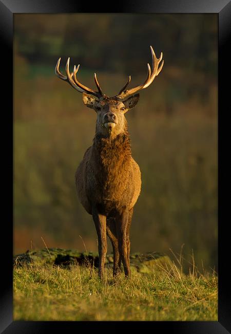 Autumn Stag Framed Print by Sue Dudley