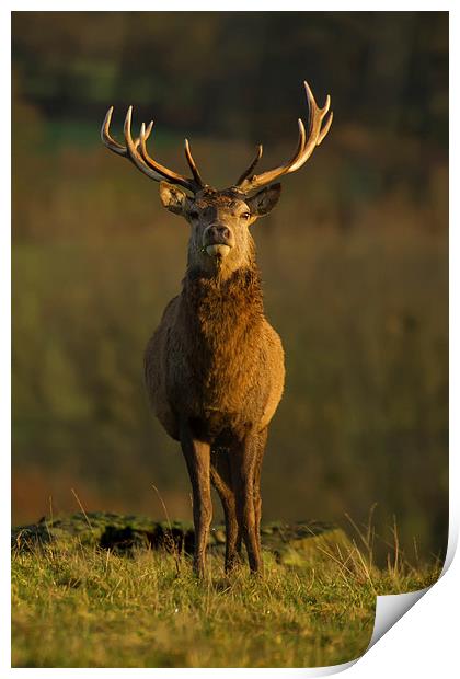 Autumn Stag Print by Sue Dudley