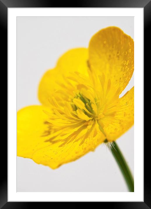 Yellow Buttercup Framed Mounted Print by Scott Anderson