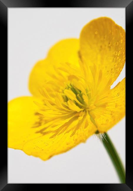 Yellow Buttercup Framed Print by Scott Anderson
