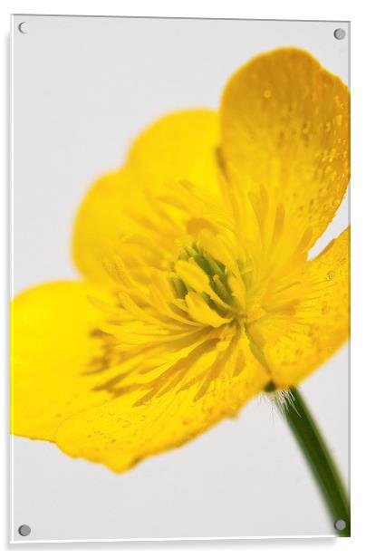 Yellow Buttercup Acrylic by Scott Anderson
