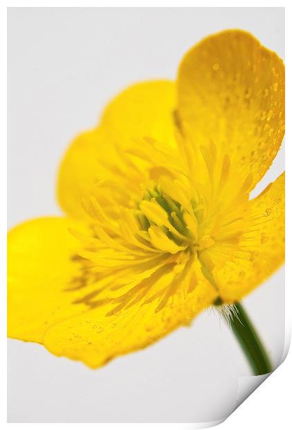 Yellow Buttercup Print by Scott Anderson