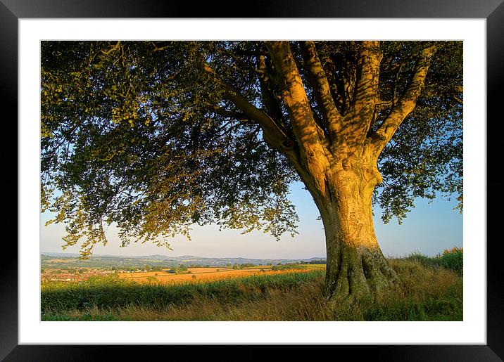 The Sentinel, Chard, Somerset Framed Mounted Print by Darren Galpin