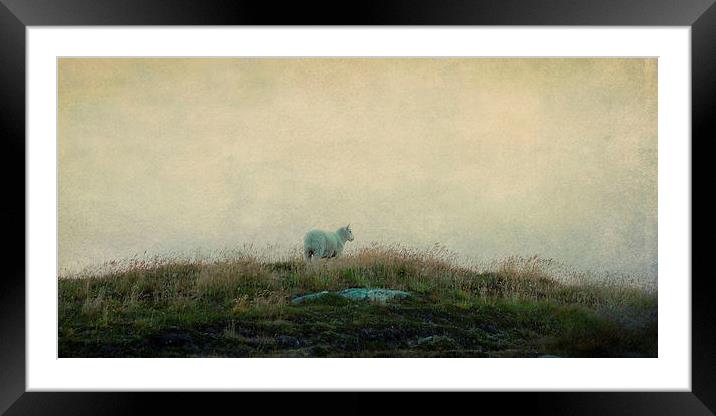 solitary sheep Framed Mounted Print by Heather Newton