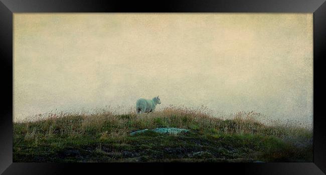solitary sheep Framed Print by Heather Newton