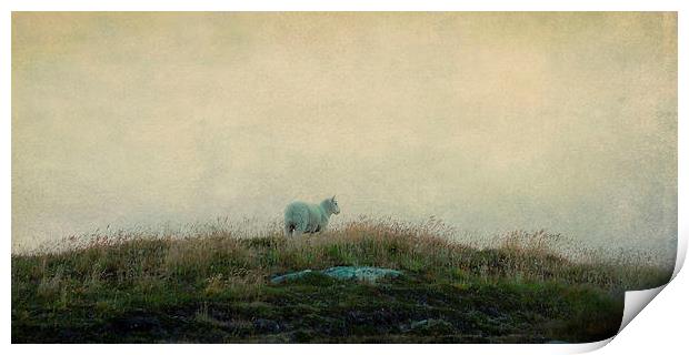 solitary sheep Print by Heather Newton