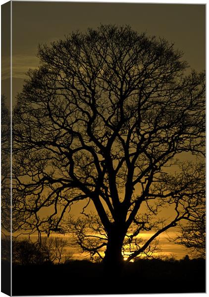 Sycamore Silhouette Canvas Print by James Lavott