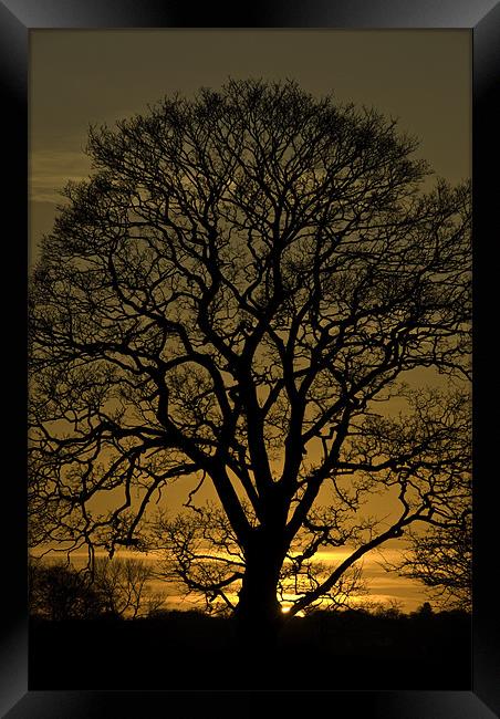Sycamore Silhouette Framed Print by James Lavott