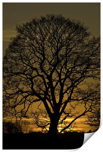 Sycamore Silhouette Print by James Lavott