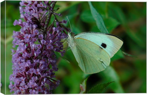 White Butterfly on Purple Flower Canvas Print by Don Rorke