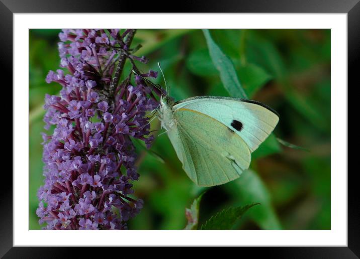 White Butterfly on Purple Flower Framed Mounted Print by Don Rorke