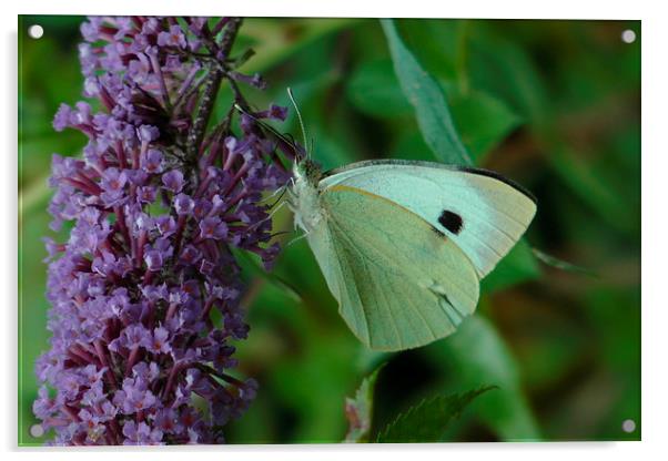 White Butterfly on Purple Flower Acrylic by Don Rorke