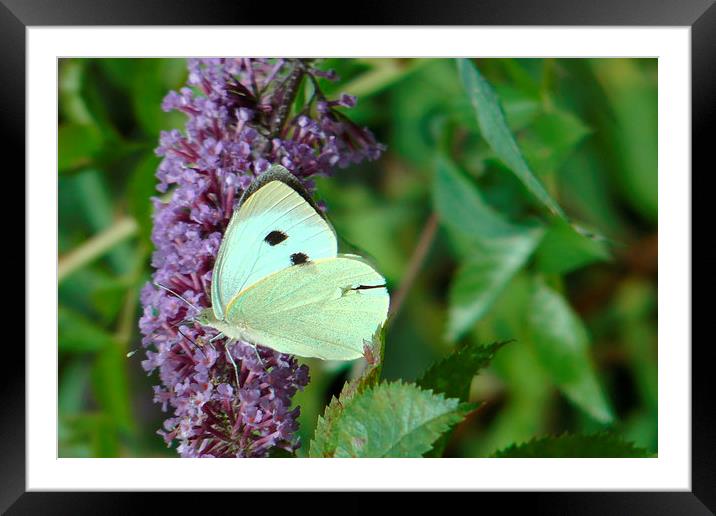 White Butterfly on Purple Flower 2 Framed Mounted Print by Don Rorke