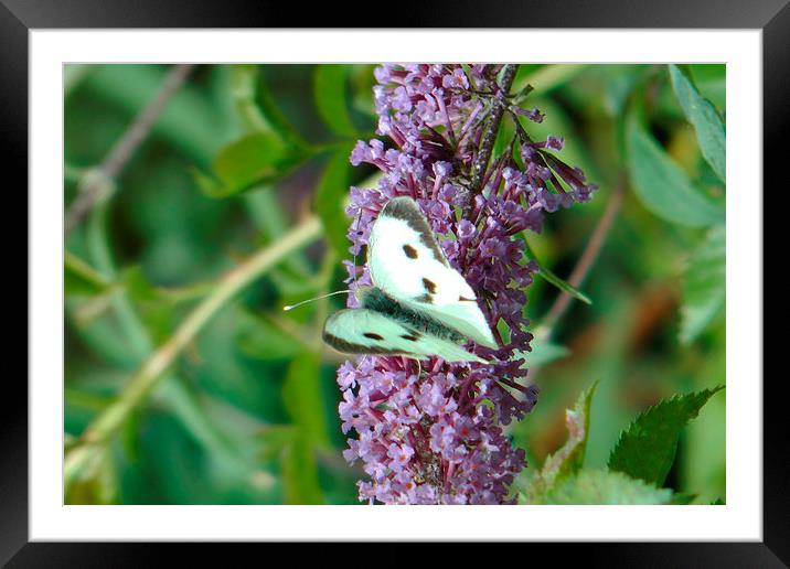 White Butterfly on Purple Flower 3 Framed Mounted Print by Don Rorke