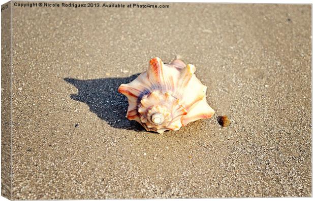 Resting Shell Canvas Print by Nicole Rodriguez