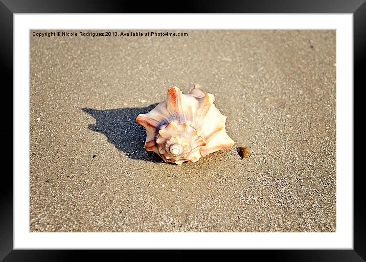 Resting Shell Framed Mounted Print by Nicole Rodriguez