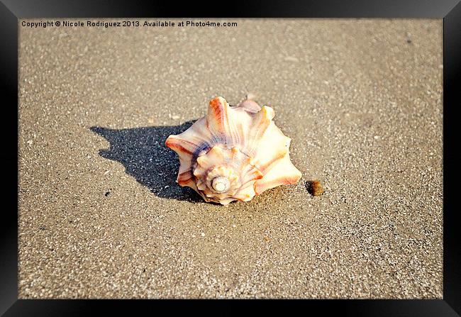 Resting Shell Framed Print by Nicole Rodriguez