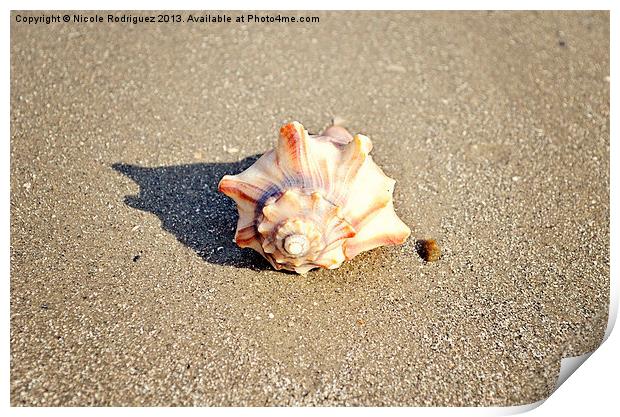 Resting Shell Print by Nicole Rodriguez