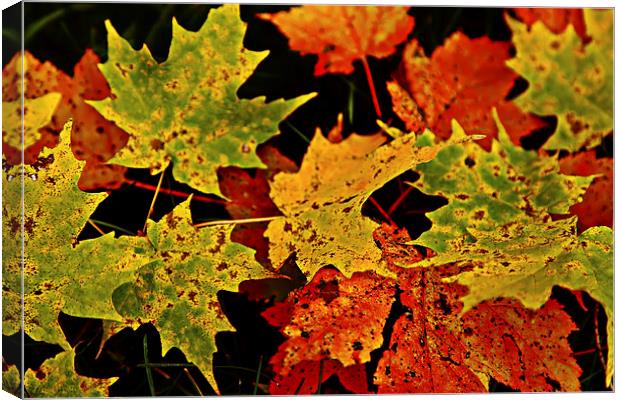 Fall Canvas Print by peter campbell