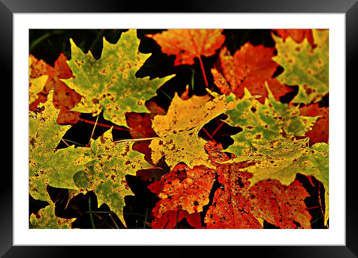 Fall Framed Mounted Print by peter campbell