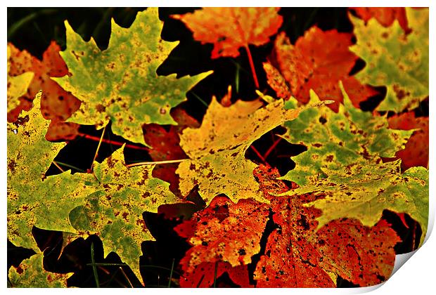 Fall Print by peter campbell