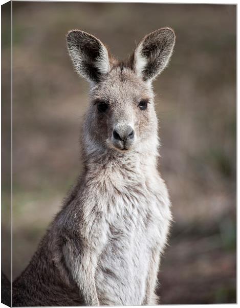 Kangaroo Portrait, Canberra, Australia Canvas Print by Steven Ralser