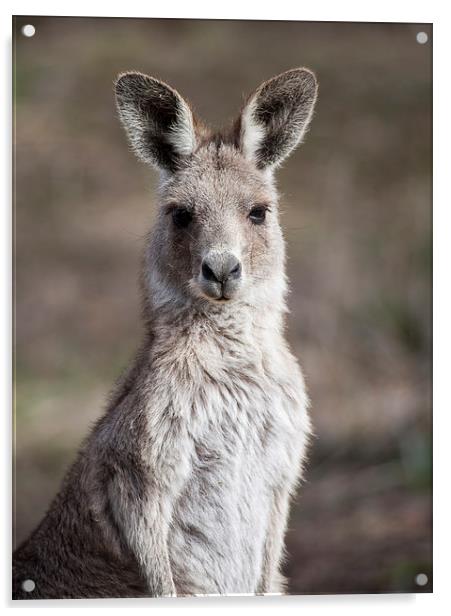 Kangaroo Portrait, Canberra, Australia Acrylic by Steven Ralser