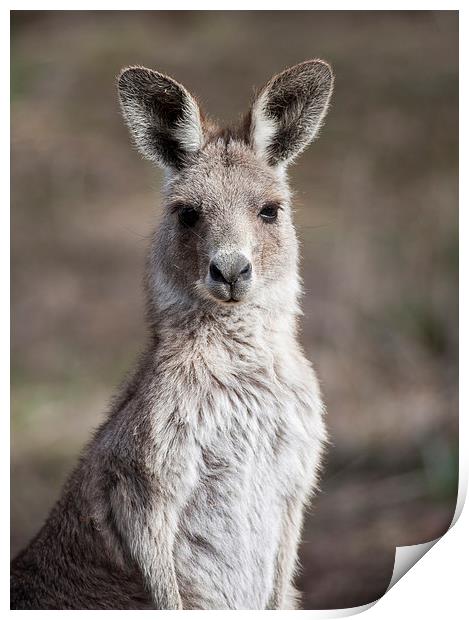 Kangaroo Portrait, Canberra, Australia Print by Steven Ralser