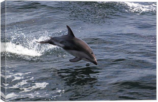 Peales Dolphin Porpoising Canvas Print by Carole-Anne Fooks