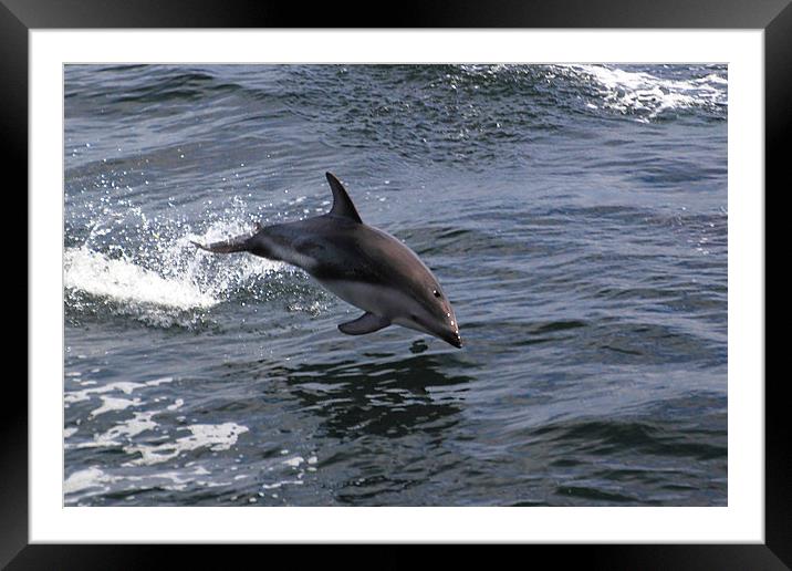 Peales Dolphin Porpoising Framed Mounted Print by Carole-Anne Fooks