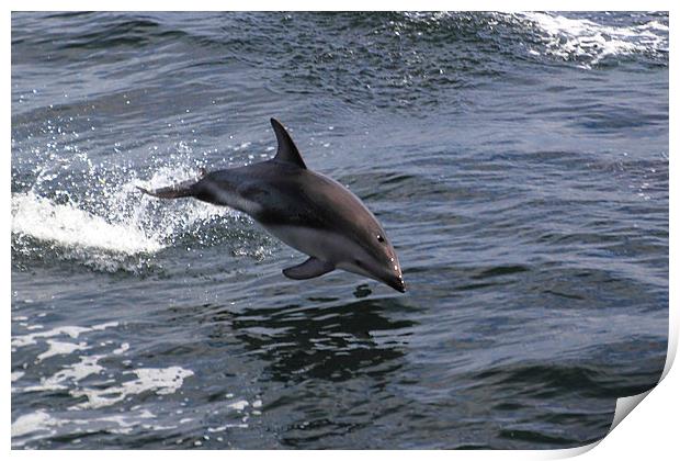 Peales Dolphin Porpoising Print by Carole-Anne Fooks