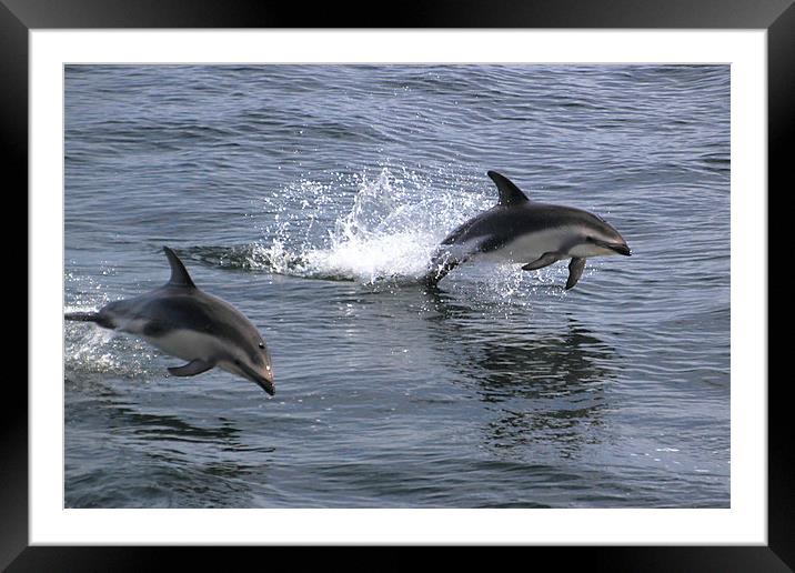 Peales Dolphins Porpoising Framed Mounted Print by Carole-Anne Fooks