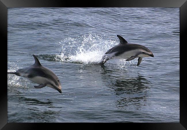 Peales Dolphins Porpoising Framed Print by Carole-Anne Fooks