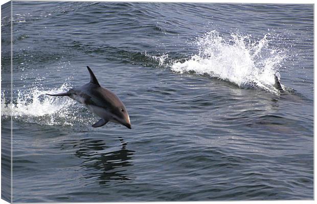 Peales Dolphins Porpoising Canvas Print by Carole-Anne Fooks