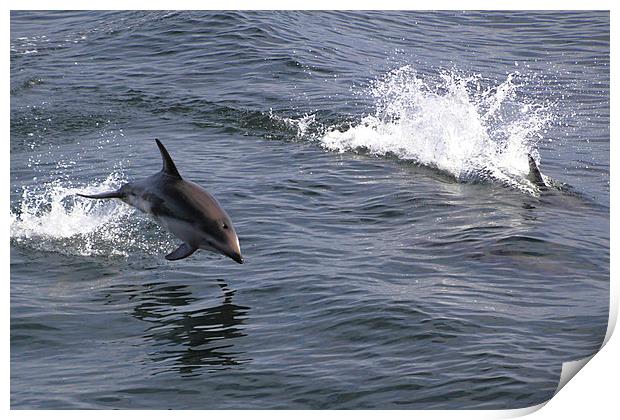 Peales Dolphins Porpoising Print by Carole-Anne Fooks