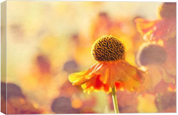 Sunlit Helenium Flowers with Texture Effect Canvas Print by Natalie Kinnear